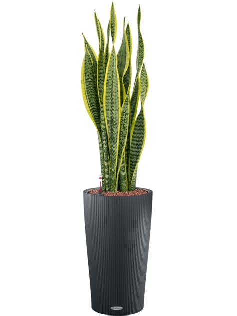 Sansevieria Trifasciata Laurentii Donica Lechuza Cilindro 23