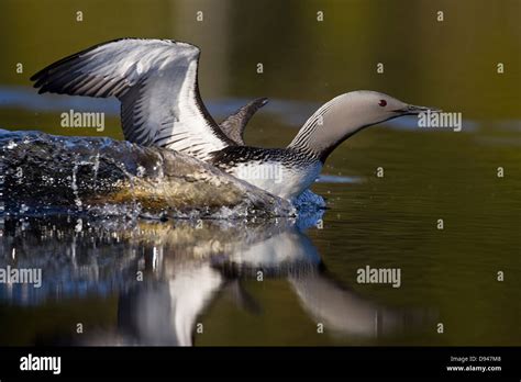 Red Throated Loon In Water Sweden Stock Photo Alamy