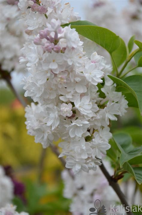 Syringa Vulgaris Krasawitsa Moskwy Lilak Pospolity