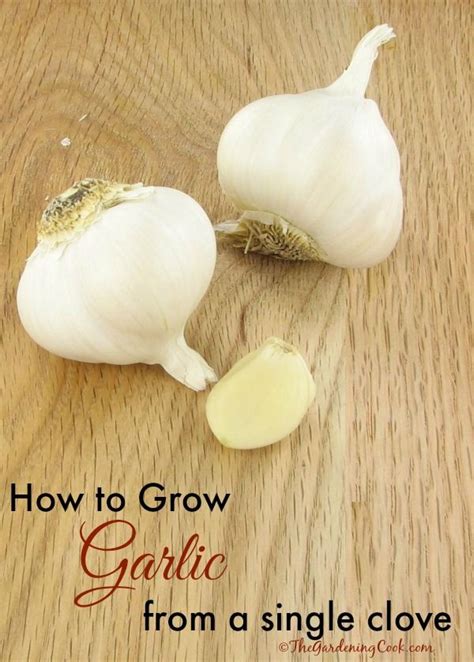 Growing Garlic From A Single Clove Diy Growing Garlic Veggie