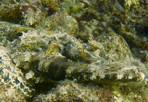 The Crocodile Flathead Fish Rubberboa
