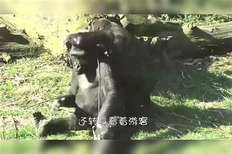 动物园猩猩告诉游客不能碰电网，还亲身试验，这是“成精”了吗？