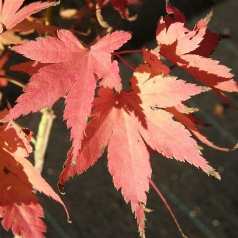 Acer Palmatum Aoba Jo Aoba Jo Japanese Maple Plant Lust