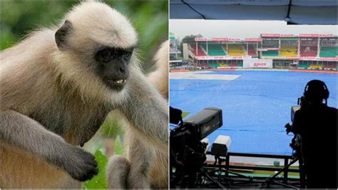 Langurs hired to save fans, broadcasting crew from monkey terror in Kanpur during India vs ...