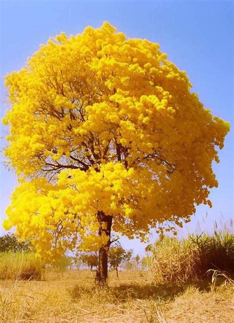 Muda De Ipê Amarelo Umas Das Arvore Mais Bonita Do Brasil