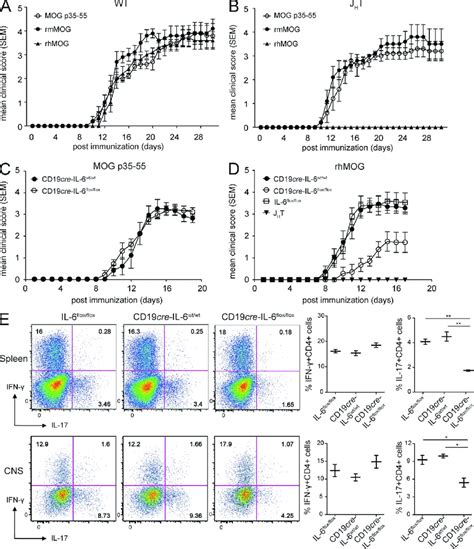 B Cell Il Production Was Required For Induction Of Eae By Rhmog A