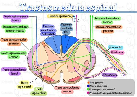 Tractos médula espinal Medicipedia uDocz