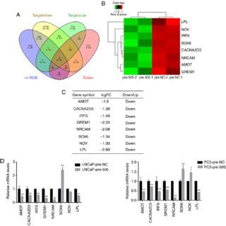 Mir May Modulate Several Potential Targets In Pca A