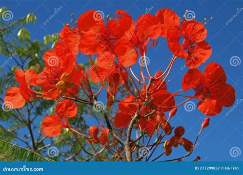 Flame Tree Or Royal Poinciana Flamboyant Flower Stock Illustration