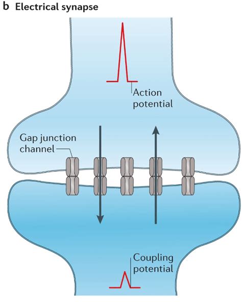 Overview Of Neurons And Synapses — Learn With Abe