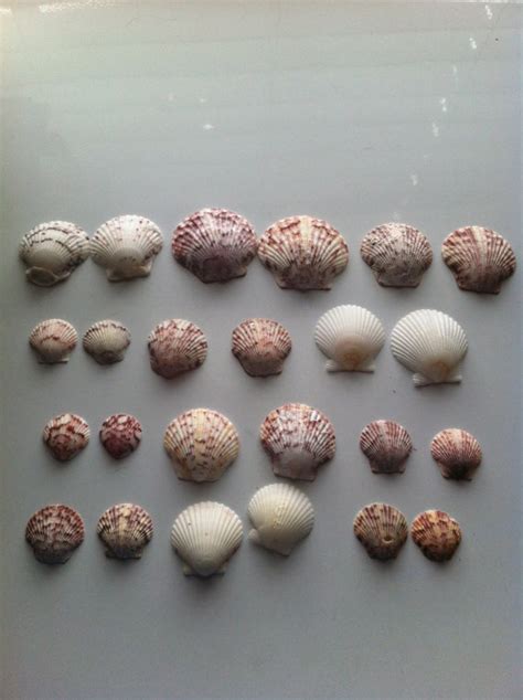 White Atlantic Calico Scallop Seashells