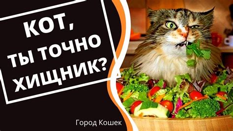 Что Едят Кошки. Коты-Веганы. Смешные Кошки и Коты. Приколы с Котами и ...