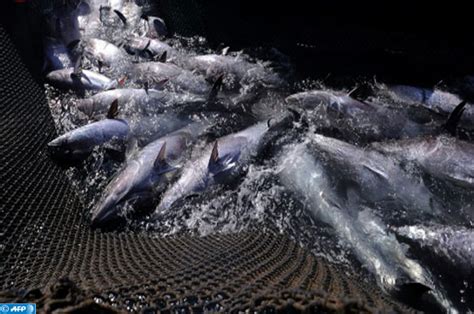 Surpêche des thons rouges et des requins des pêcheurs âpres de gain