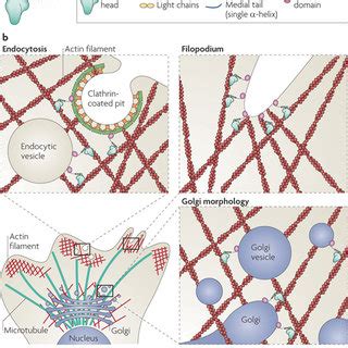 Schematic Of The Myosin VI Lever Arm And Tail Domains The Amino Acid