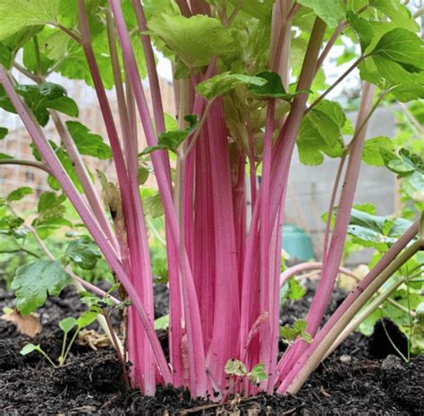 Chinese Pink Celery Gaia Organics