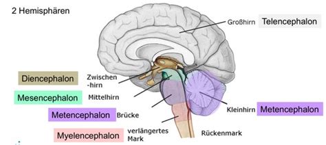 Das Gehirn Karteikarten Quizlet