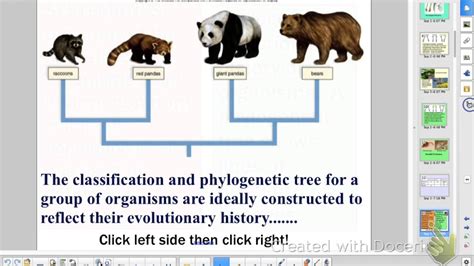 Giant Panda Bear Classification And Evolution | Bruin Blog