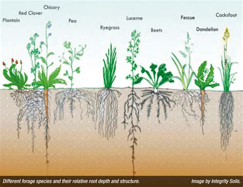 Ryegrass As A No Till Cover Crop For Indoor Beds Currently Growing In A 55 Gallon Tote With