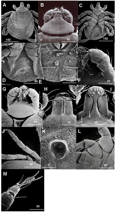 A Scanning Electron Micrograph Of Dorsal Integument B Dorsal Basis