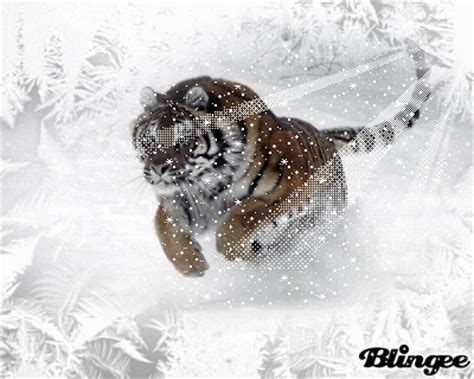 Siberian Tiger running in Snow Picture #81583617 | Blingee.com