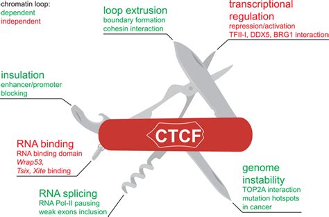 The Polyvalent Nature Of Ctcf Summary Of Ctcf Functions In