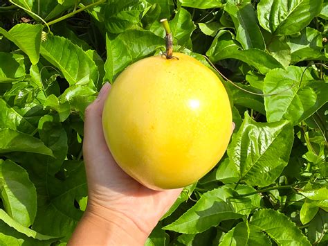 Rare Giant Yellow Brazilian Passionfruit Seeds Jerras Garden