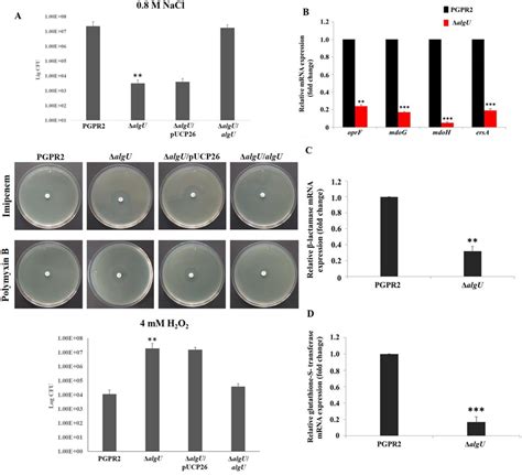 Inactivation Of Algu Gene Alters Stress Tolerance A The Wild Type The