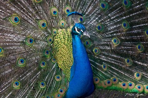 Peacock Eyes - Martin Spilker Photography