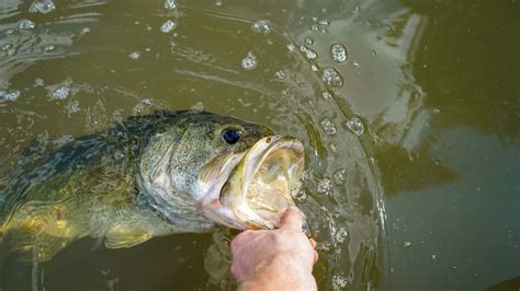 The Best Bass Attractant Our Top 7 Picks Of 2024