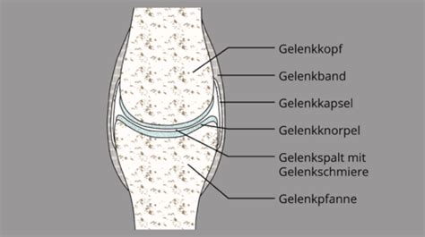 Gelenke Muskeln Und Sehnen Karteikarten Quizlet