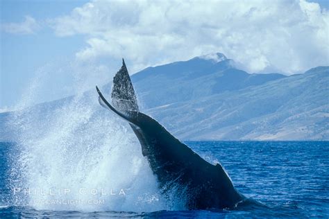 Humpback Whale Performing A Peduncle Throw Megaptera Novaeangliae