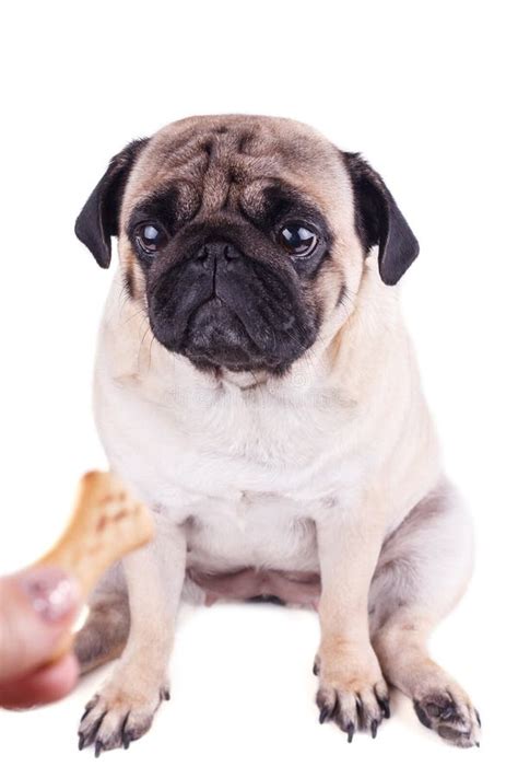 Portrait Of A Pug Dog With Big Sad Eyes Isolated Stock Image Image