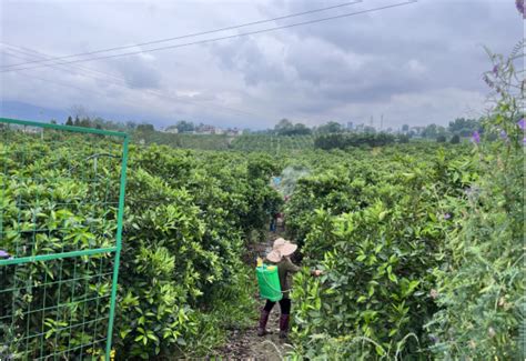 广安邻水：科技服务助增产 脐橙夏管正当时中国网