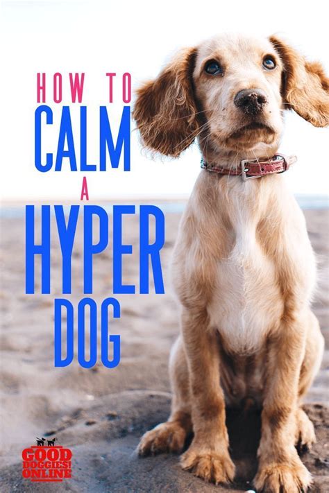 If You Have A Hyperactive Dog And Want A Natural Remedy To Help Check