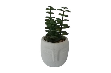 Succulent In Head Pot 8x17cm Katies International