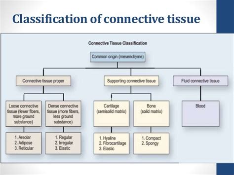 CONNECTIVE TISSUE CLASSIFICATION Diagram Quizlet