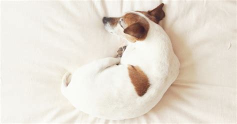 7 Dog Sleeping Positions and What They Mean - Pretty Pets Kennel