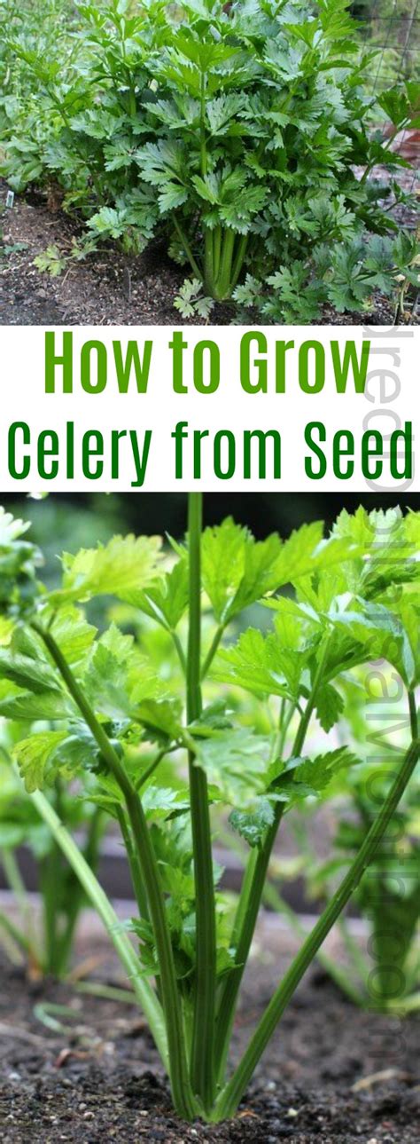 How To Grow Celery Start To Finish One Hundred Dollars A Month