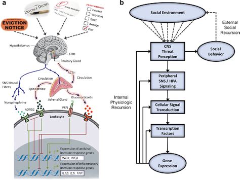 Pdf The Emerging Field Of Human Social Genomics Semantic Scholar