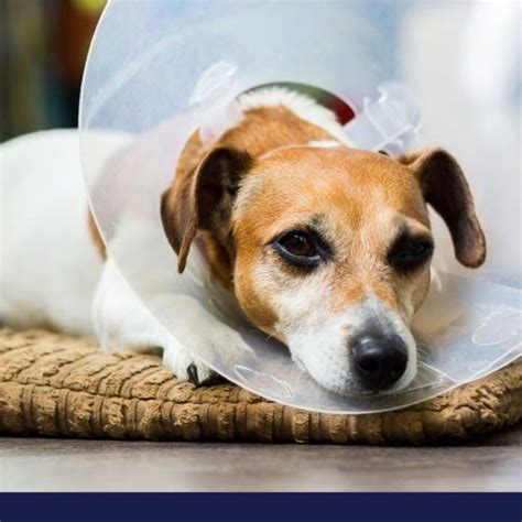 Abscesses In Dogs Petlifeca