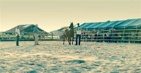 Arabian horse show editorial photo. Image of mammal, movement - 96628306