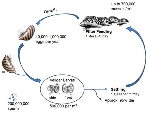 Zebra Mussels By Arnaud William Adala Moto Infographic Zebra