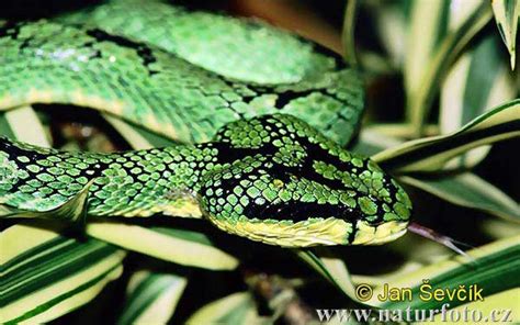 Green Pit Viper Photos, Green Pit Viper Images, Nature Wildlife ...