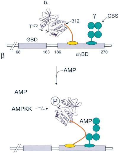 Possible Subunit Interactions Involved In The Activation Of Ampk By