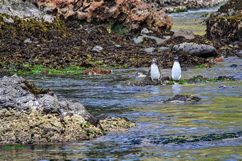 10 Ideas To Celebrate Earth Day From Home And Make A Difference