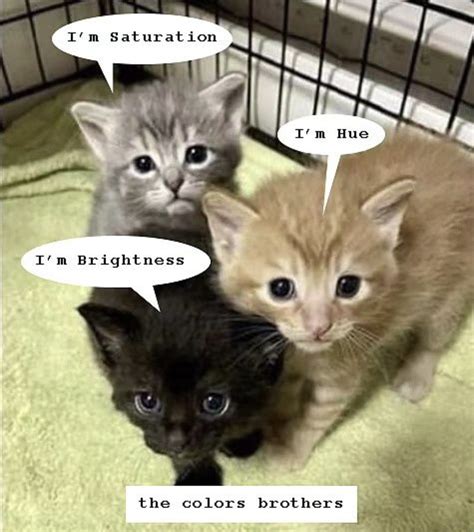 The Cat Brothers Blank Template Imgflip