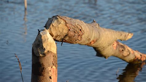 Free Images Tree Water Nature Branch Wood Leaf Trunk Wildlife