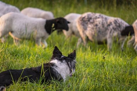 Cómo realizar un buen adiestramiento del Border Collie