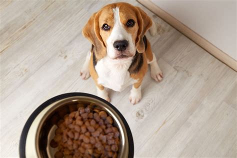 5 Benefits of Air-Dried Dog Food - Vetstreet | Vetstreet