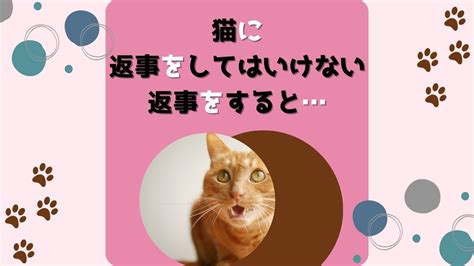 猫に返事をしてはいけない理由は何ですか話しかけると鳴くのはなぜ心が離れてしまうng行為は ある日のベリーファーム